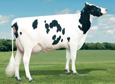 Krowy pierwiastki rasy HF czarno-biały